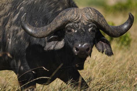 Cape Buffalo . One of the most dangerous animals for humans in Africa : r/AnimalPorn