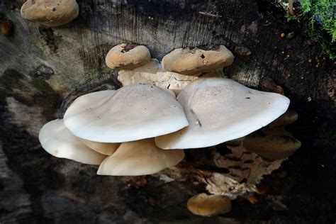 Elm Oyster Mushroom: Cultivation, Benefits, and Recipes - Minneopa Orchards