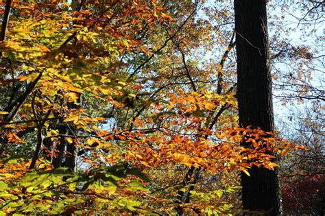 Hop. Spice. Travel.: A Fall Jaunt in Ijams Nature Center