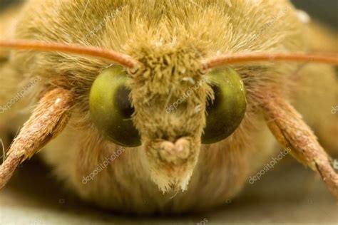 Moth face Stock Photo by ©gordzam@gmail.com 55852995