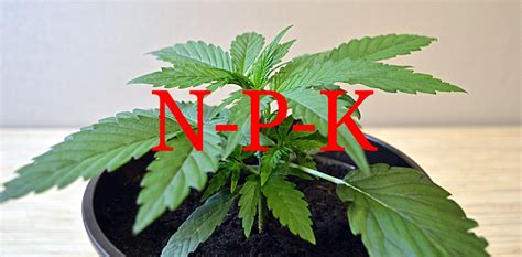 3 Key Nutrients Every Plant Needs | Cannafo News | Marijuana Information | Cannafo.com