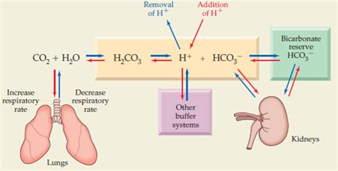 Solved: What is the ratio of bicarbonate ion to carbonic acid ...