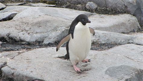 Adelie Penguin | Facts, pictures & more about Adelie Penguin