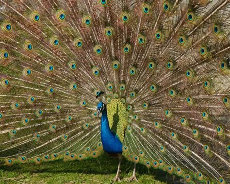 Indian Peafowl - Facts, Diet, Habitat & Pictures on Animalia.bio