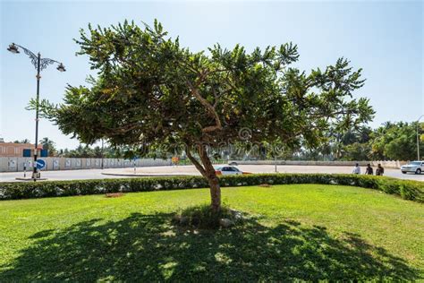 Frankincense Tree in the City of Salalah, Oman Editorial Image - Image of aromatic, lawn: 158913150