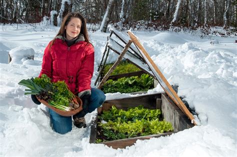 Winter Gardening + Harvesting Tips From Niki Jabbour | HGTV