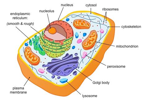 Characteristics of Eukaryotic Cellular Structures | A-Level Biology Revision Notes