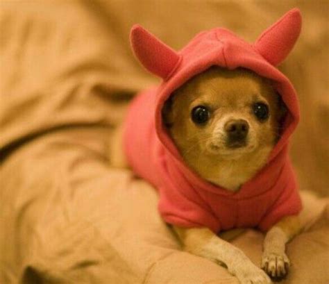 Pictures of Cute Chihuahua Puppies