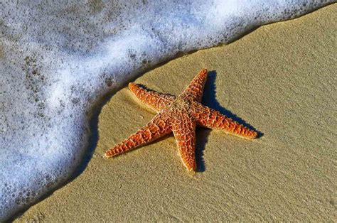 5 Beach Animals You Can Find on and in Beach Sand - Mysterioustrip