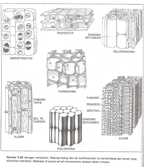 Detail Gambar Jaringan Tumbuhan Koleksi Nomer 32