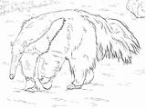 Giant Anteater coloring page  ColouringPages sketch template