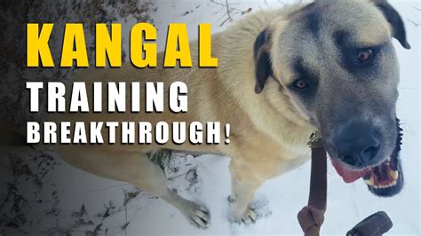 KANGAL TRAINING BREAKTHROUGH | TURKISH KANGAL DOG | ASH THE KANGAL ...