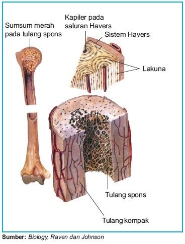 Struktur dan Fungsi Jaringan Tulang Keras pada Hewan