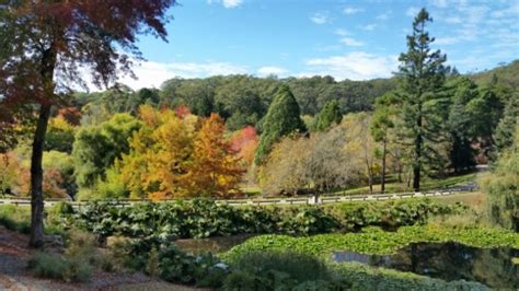 Mount Lofty Botanic Garden's 40th Birthday | 5 Nov 2017 - What's on for ...