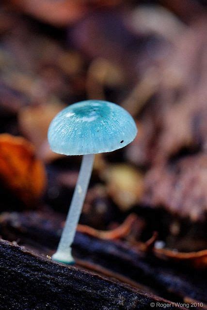 20100606-16-Mycena interrupta mushroom | Stuffed mushrooms, Chlorophyll