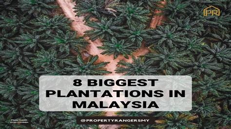 8 Ladang Sawit Terbesar Di Malaysia | 8 Most Biggest Plantation In ...