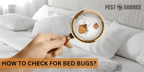 How to Check for Bed Bugs? - Pest Source