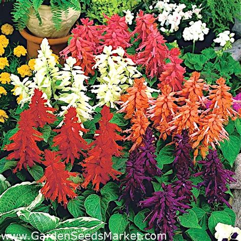 Salvia Vista Mix seeds - Salvia splendens - 84 seeds – Garden Seeds Market | Free shipping