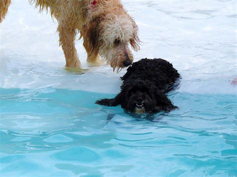 Dog Pool Party Or As I Like To Call It, This Is What Happiness Looks Like