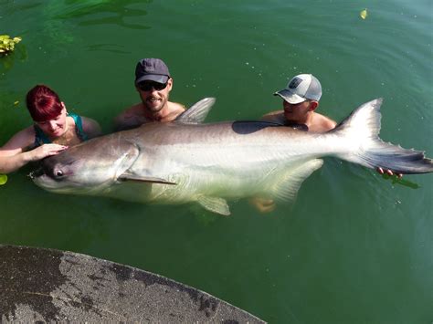 Mekong Catfish Photos | Gillhams Fishing Resorts