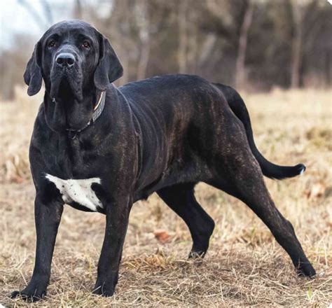 Fila Brasileiro Puppies for Sale in Puerto Rico | MawooPets.com