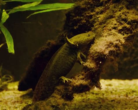 Axolotl - Fakta, føde, habitat og billeder på Animalia.bio