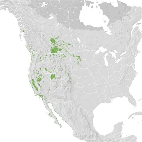 California Gull - Range map: Pre-breeding migration - eBird Status and Trends