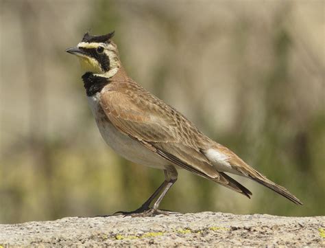 Horned Lark | San Diego Bird Spot