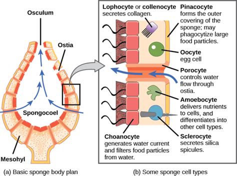 Phylum Porifera | Boundless Biology