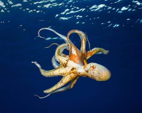 octopus - Kids | Britannica Kids | Homework Help