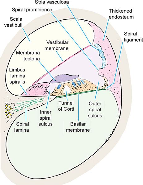 Basilar Membrane Histology