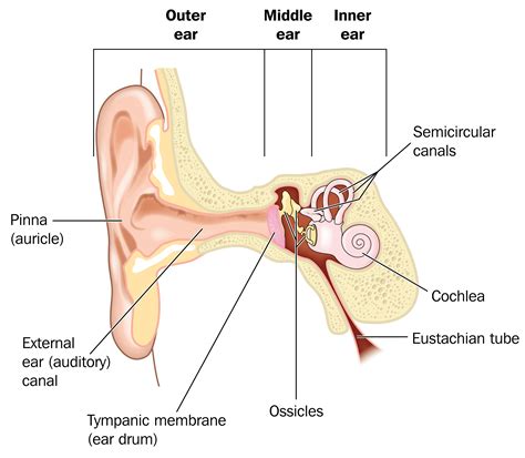 Ear infections explained - Dr Mark McGrath