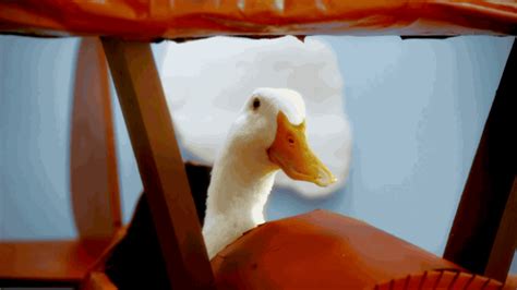 Baby Animals Ducks GIF by Disney - Find & Share on GIPHY