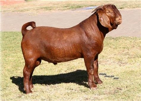 Kalahari - Campeão mundial 2008 Tanque | Boer goats, Goat farming, Highland cattle