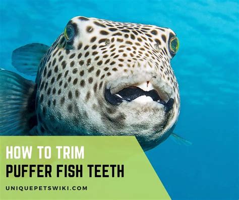 How to Trim Puffer Fish Teeth