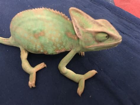 Help my veiled Chameleon has swollen feet | Chameleon Forums