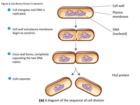 PPT - Lesson 3 Control of Microbial Growth PowerPoint Presentation - ID ...