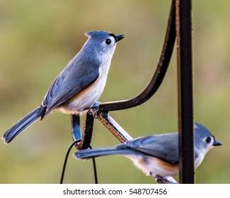 93 Tufted Titmice Images, Stock Photos & Vectors | Shutterstock