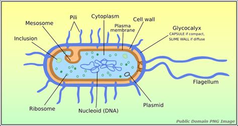 De glycocalix van onze cellen – Grip op Parkinson