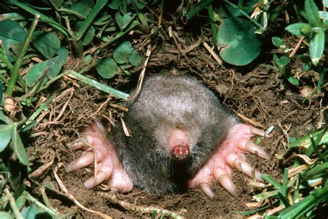 Plants That Moles Eat