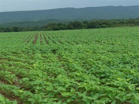 Black Beans Farming Tips