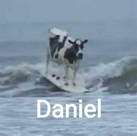 Daniel | Funny images, Stupid memes, Funny memes