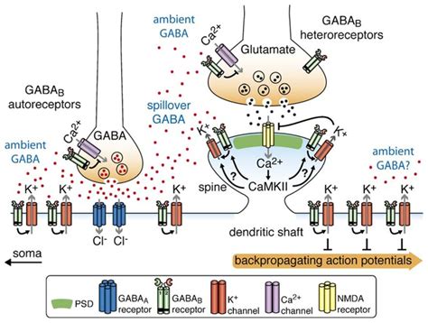 Figure 1, Localization and physiological roles of GABAB receptors ...