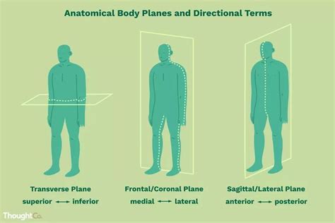 These Are the Anatomical Directional Terms You Should Know in 2020 ...