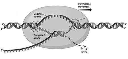 DNA Template Strand | Coding Strand vs. Template Strand - Video & Lesson Transcript | Study.com