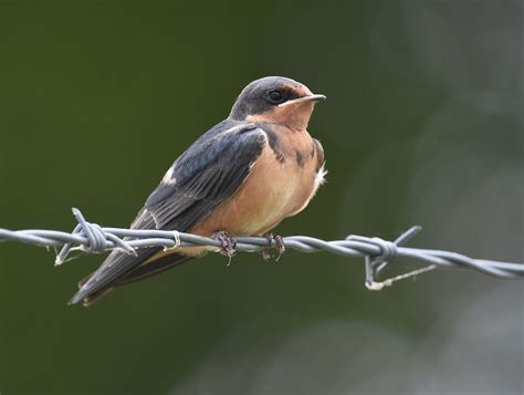 Barn Swallow | Audubon Field Guide