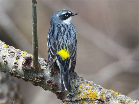 Yellow Warbler Male And Female