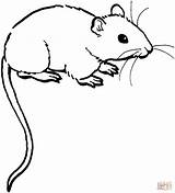 Mouse 1 coloring Page  Free Printable Coloring Pages sketch template