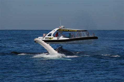 Mooloolaba: Whale Watching Cruise | GetYourGuide