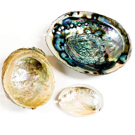 Abalone Shell for burning sage and herbs or can be used decoratively.